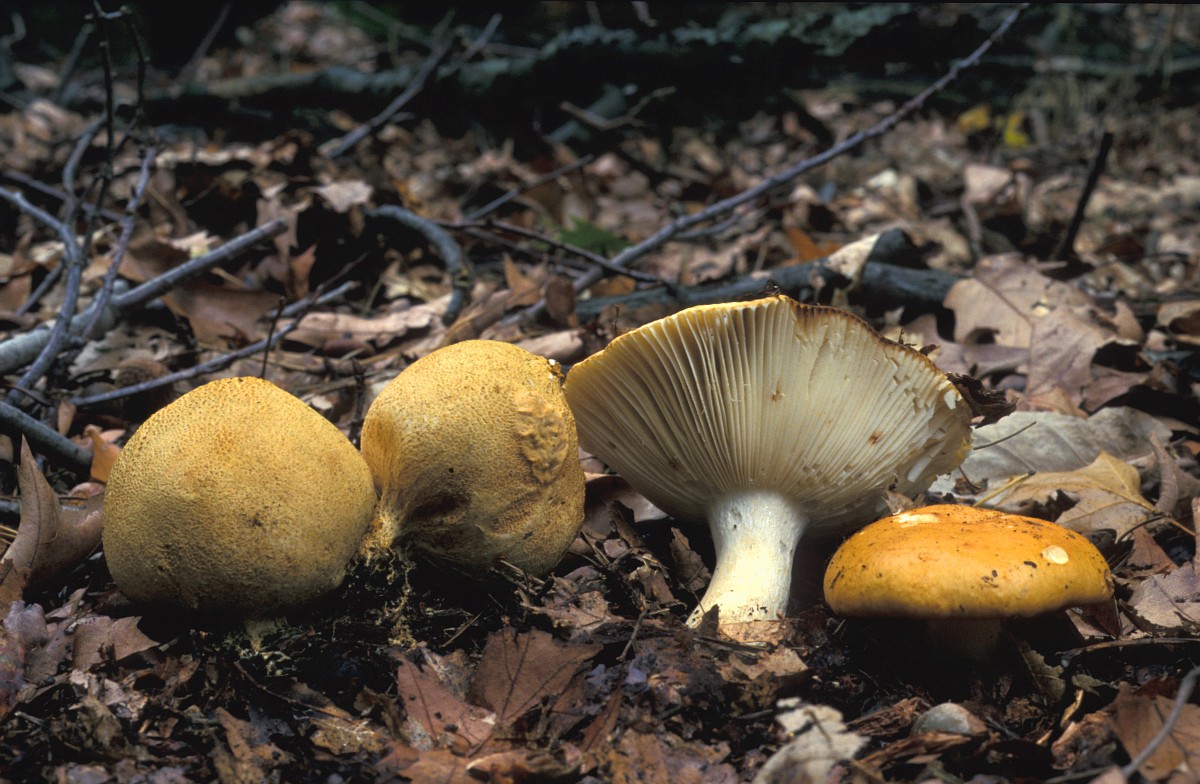 Russula fellea, Geranium Scented Russula